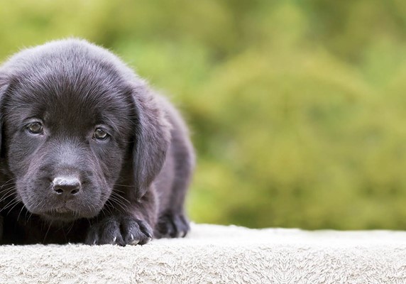 Puppy Intro to grooming