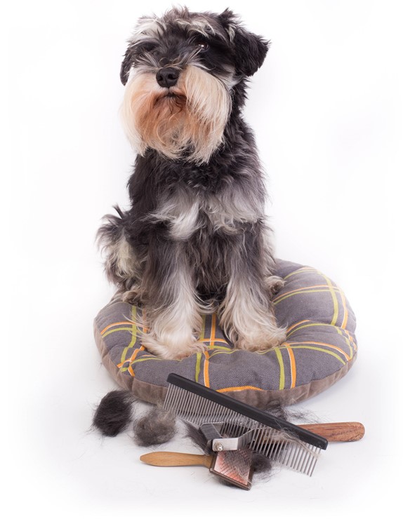 Dog patiently waiting its grooming