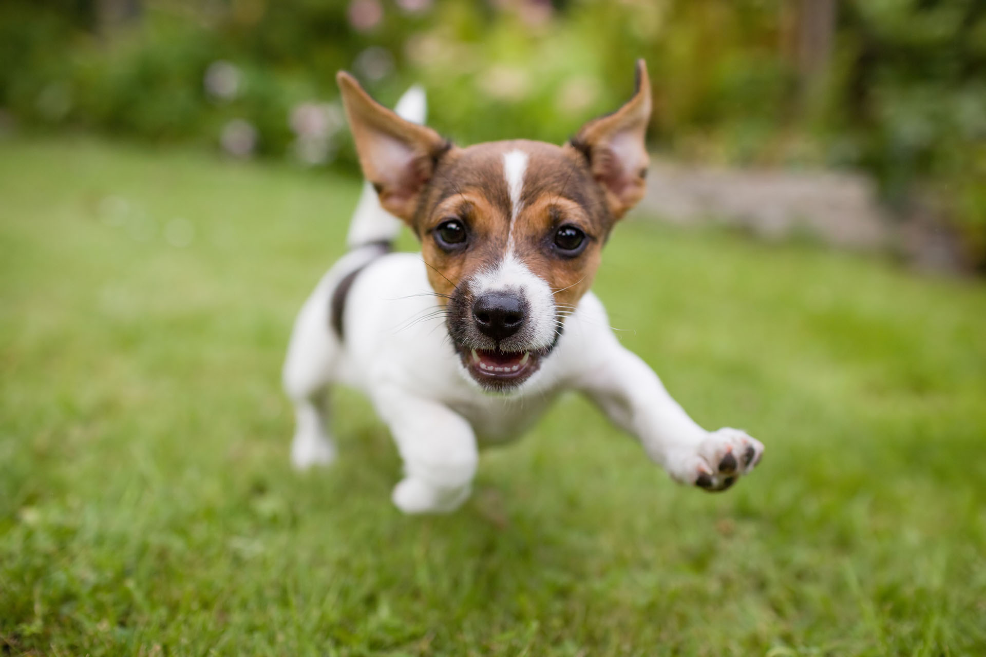 Happy puppy running in garden after an introduction to grooming